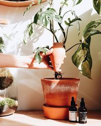 Hydrating Olla - Terracotta