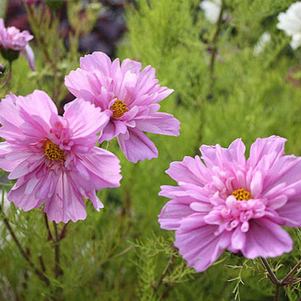 Flower Posy Seed Set