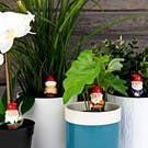 Mini Plant Pot Naughty Gnomes
