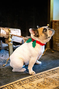 Christmas Holly Dog Accessory | Christmas Fun |