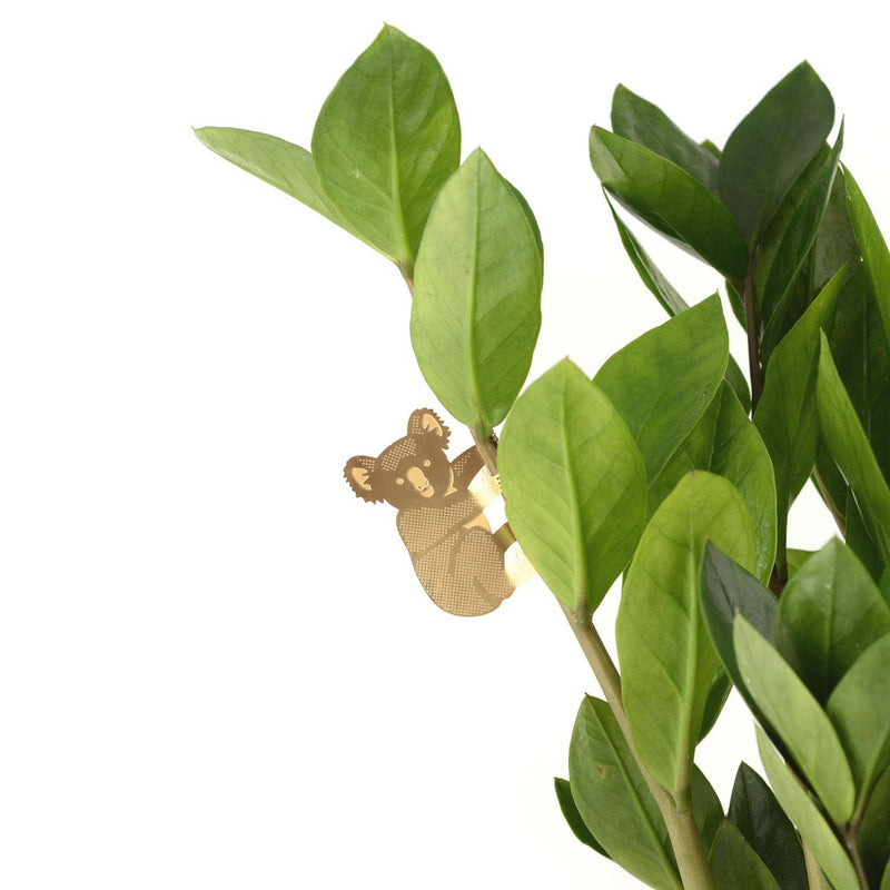 Plant Animal Houseplant Decoration - Koala