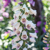 Foxglove ‘Apricot’ Seeds