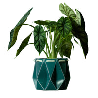 15cm Self-Watering Pot - Dark Teal