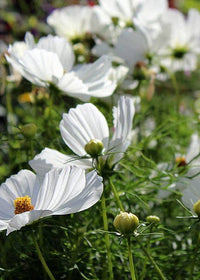 White Blooms Seed Set