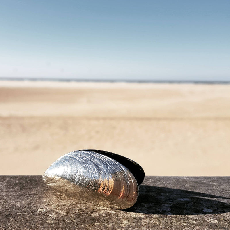 The Zeeland Mussel Pickers