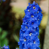 Delphinium 'King Arthur' Seeds