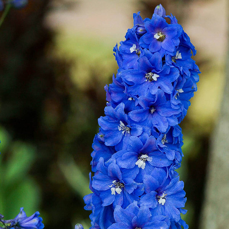 Delphinium 'King Arthur' Seeds