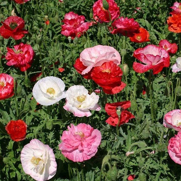 Flower Posy Seed Set