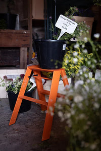 Lucano 2 Step - Mustard Yellow