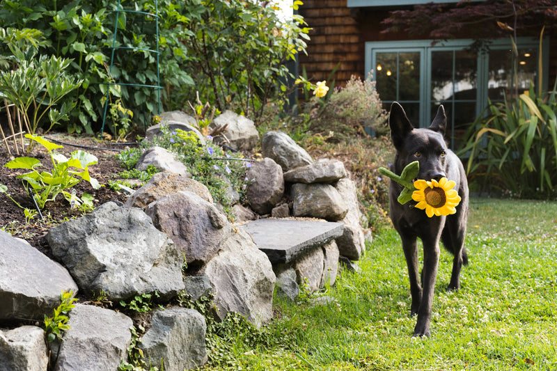 Blooming Buddies Sassy Sunflower Dog Toy