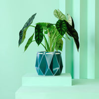 15cm Self-Watering Pot - Dark Teal