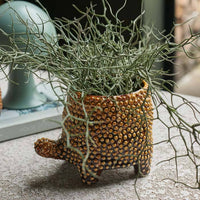 Medium Tortoise Pot