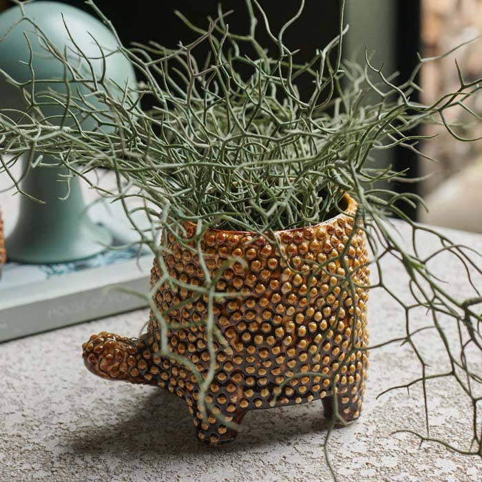 Medium Tortoise Pot