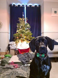 Christmas Entertainment Dog Bow Tie