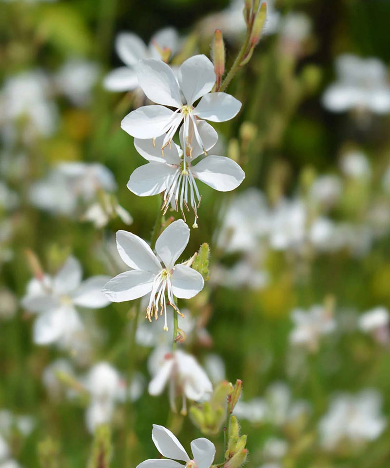 Gaura Seeds