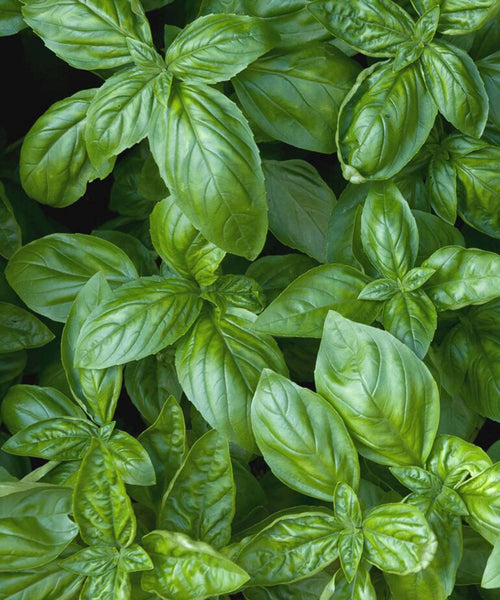 Cocktail Herbs Seed Set