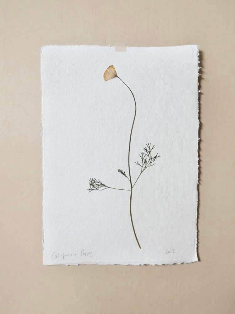 Me & My Bloomers - Pressed California Poppy 2 - Print