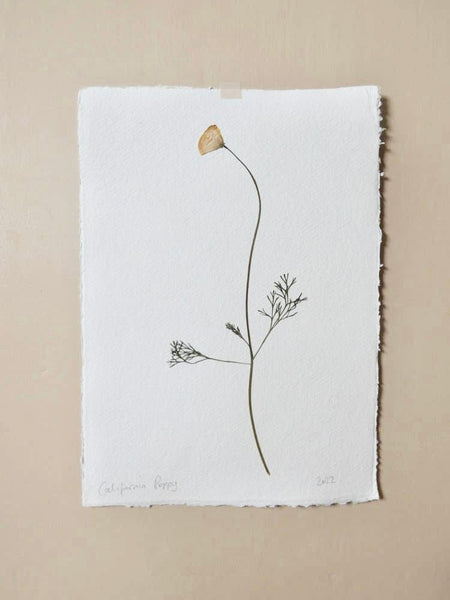 Me & My Bloomers - Pressed California Poppy 2 - Print