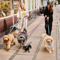 Braided Dog Leash - Lavender/Green