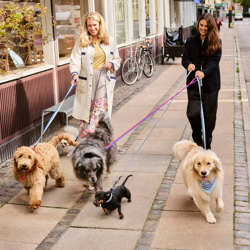 Braided Dog Leash - Lavender/Green