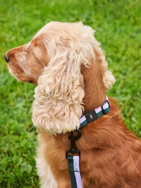 Dog Collar Flat M/L - Lavender/Green