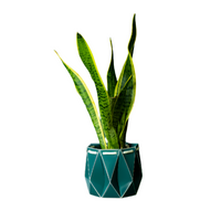18cm Self-Watering Pot - Dark Teal