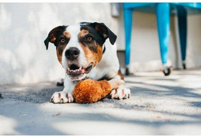 Fried Chicken Dog Toy