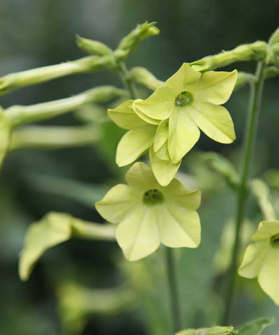 Scent Seed Set