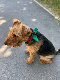 Christmas Holly Dog Accessory | Christmas Fun |