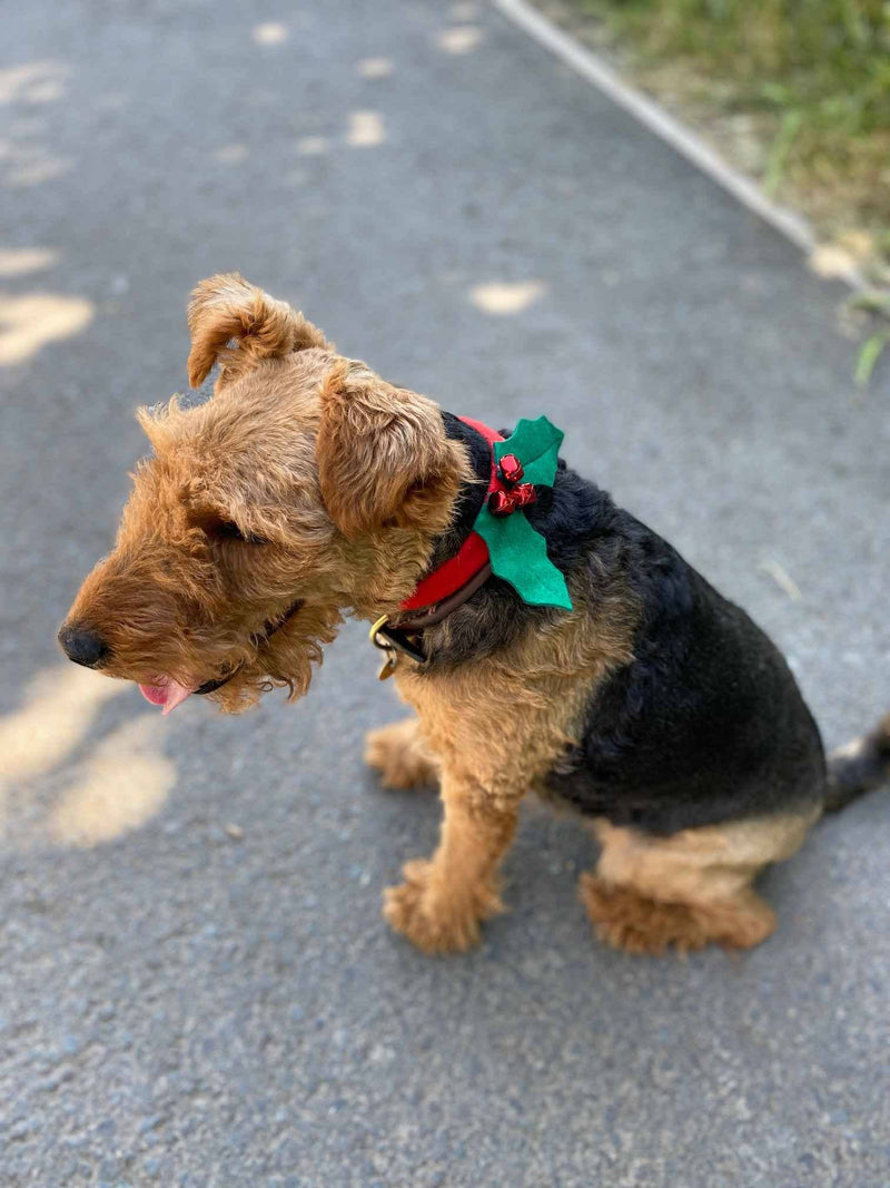 Christmas Holly Dog Accessory | Christmas Fun |