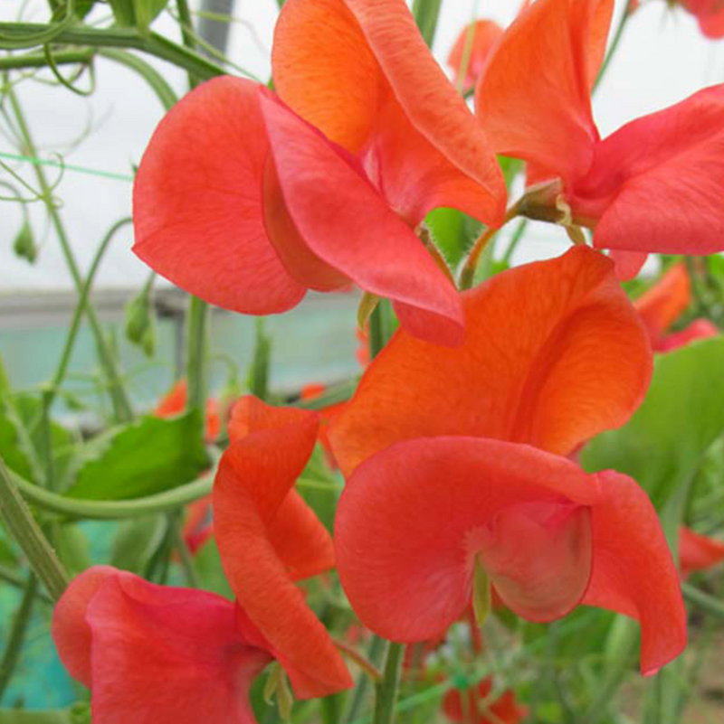 Sweet Pea ‘Prince of Orange’ Seeds