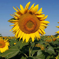 Sunflower ‘Giant Single’ Seeds