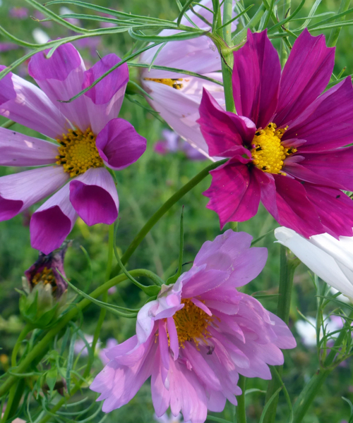Cosmos Seashells Mixed Seeds