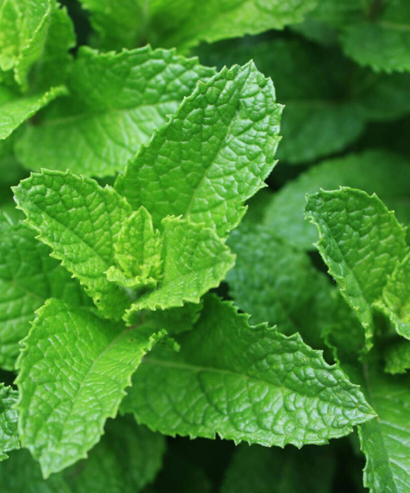 Cocktail Herbs Seed Set