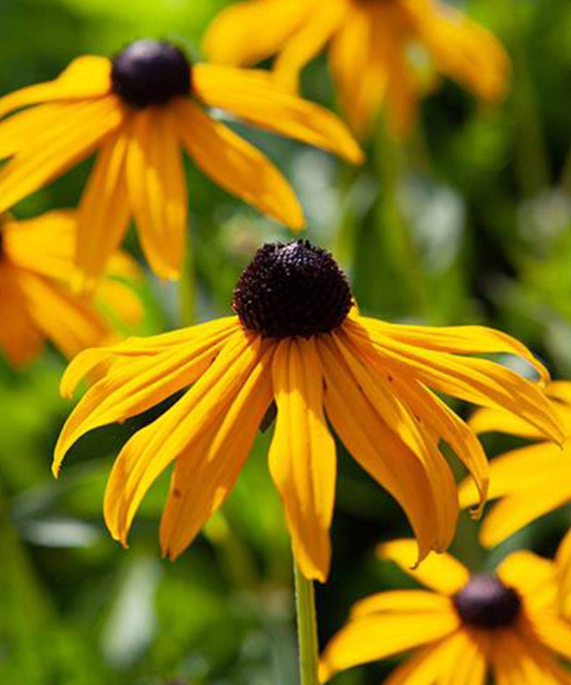 Flower Posy Seed Set