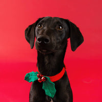 Christmas Holly Dog Accessory | Christmas Fun |