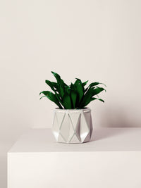 11cm Self-Watering Pot - Ivory White