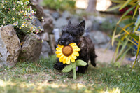 Blooming Buddies Sassy Sunflower Dog Toy