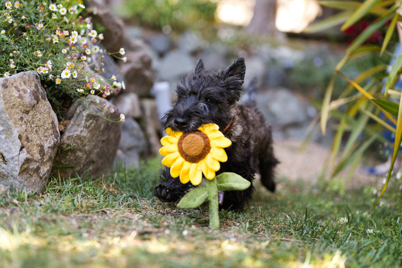 Blooming Buddies Sassy Sunflower Dog Toy