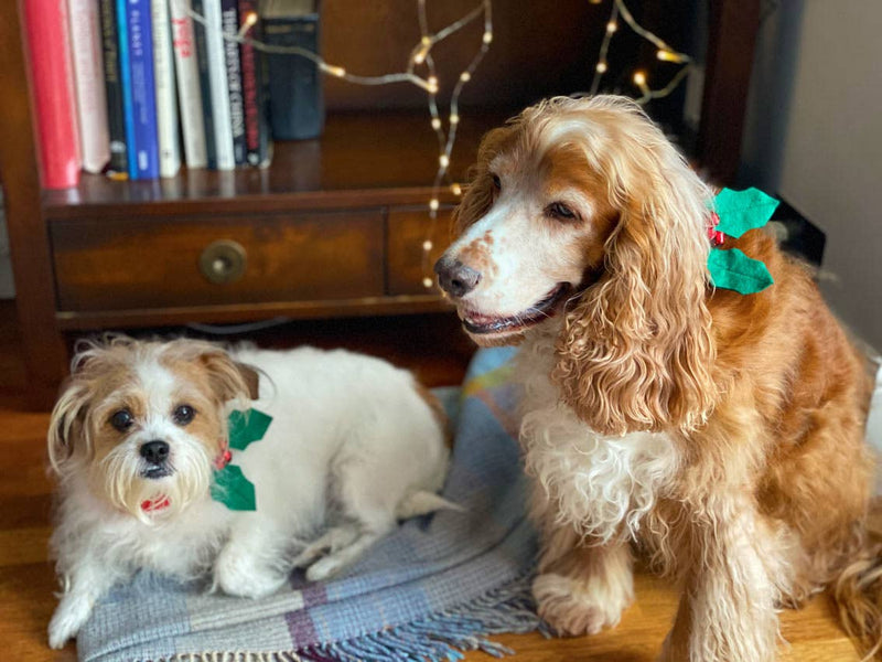 Christmas Holly Dog Accessory | Christmas Fun |