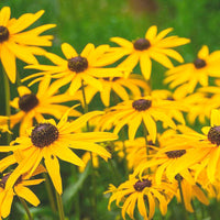 Flower Posy Seed Set