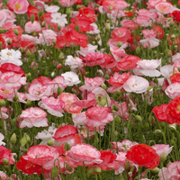 Poppy ‘Falling in Love’ Seeds