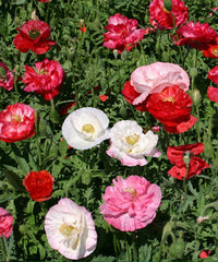 Flower Posy Seed Set