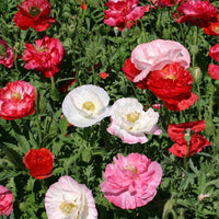 Poppy ‘Shirley Double’ Seeds