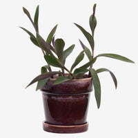 Madam Stoltz - Flowerpot with Saucer 13 x 13 cm (Purple)