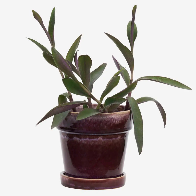 Madam Stoltz - Flowerpot with Saucer 13 x 13 cm (Purple)