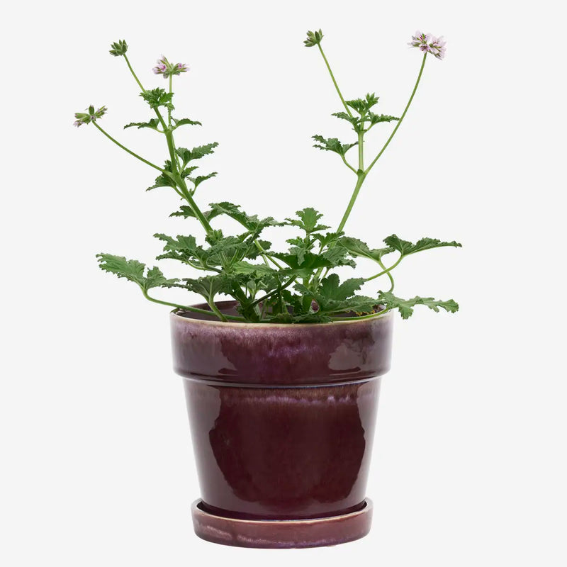 Madam Stoltz - Flowerpot with Saucer 18 x 17 cm (Purple)
