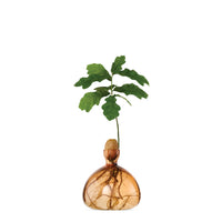 Acorn Vase - Sweet Apricot