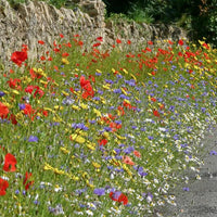 Wildflower 'Bee & Butterly' Seeds