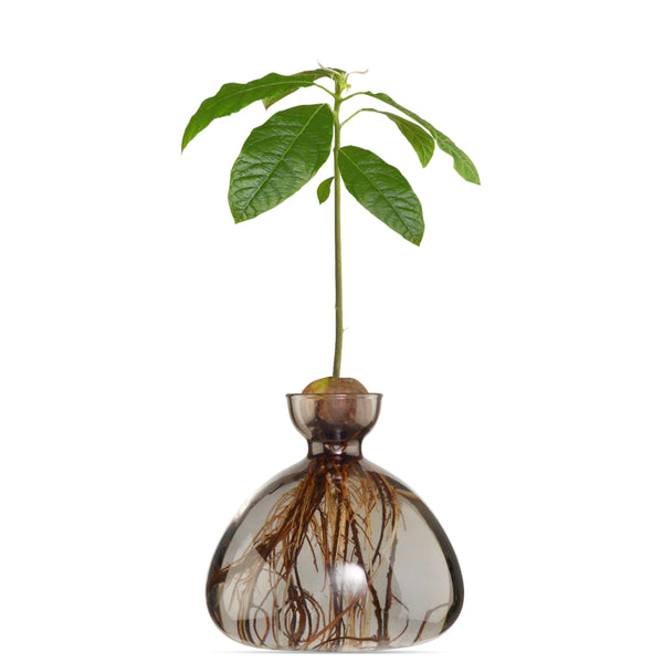 Avocado Vase Smoke Grey